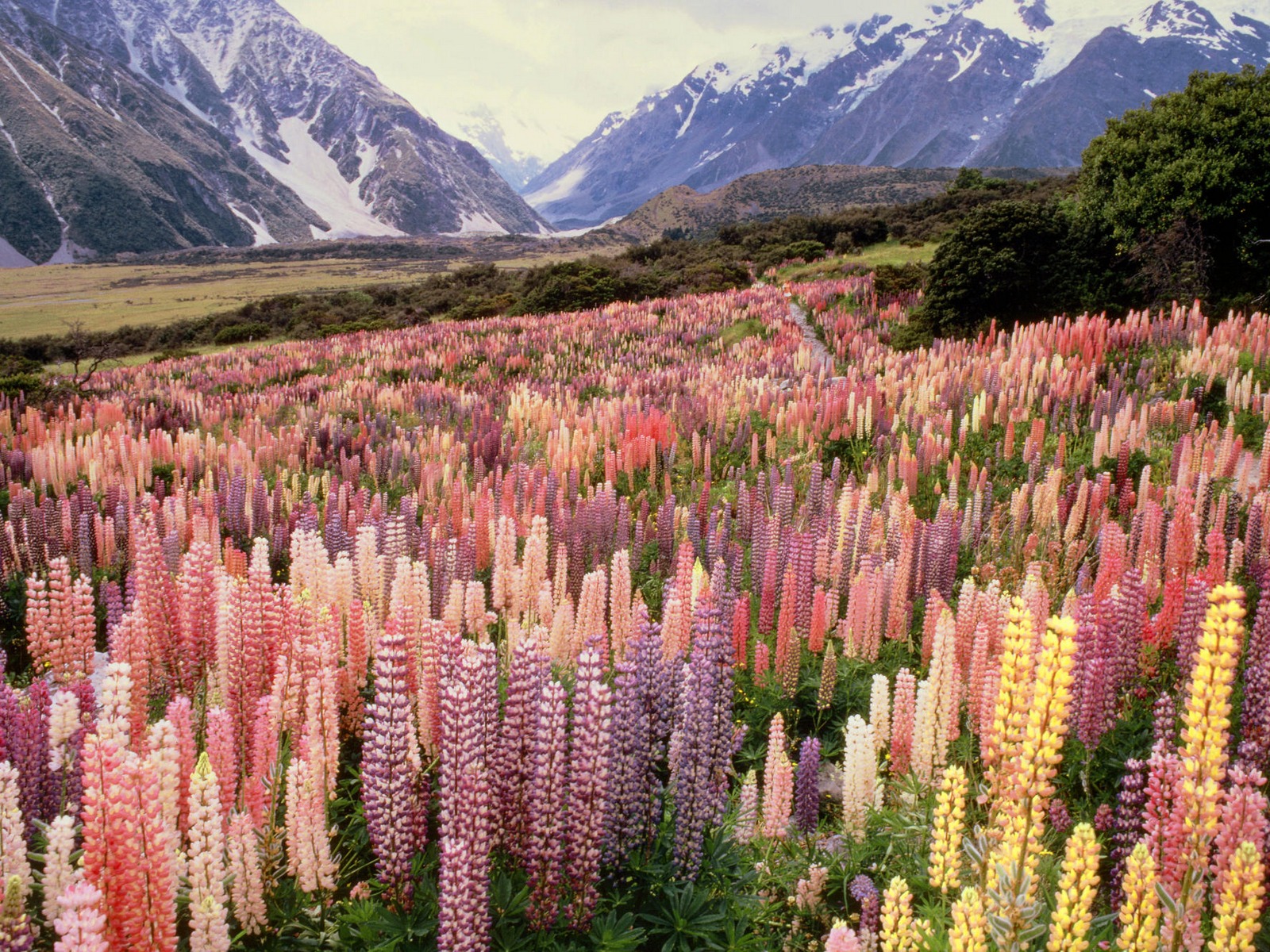 Wild%20Lupine,%20Mount%20Cook%20National%20Park,%20New%20Zealand.jpg