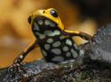 Yellow and Black Frog 01