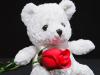 LoveTeddy