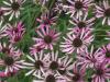 Echinacea