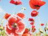 poppys1