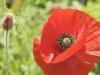poppys2