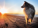 Dog & Sunset