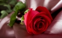 Rose 3