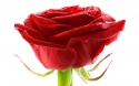 Rose 34