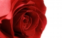 Rose 36