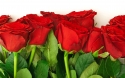 Rose 38