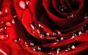 Rose 7