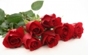 Rose 8