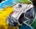 Digital 3D Art Macaw