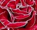 Digital 3D Art Red Rose
