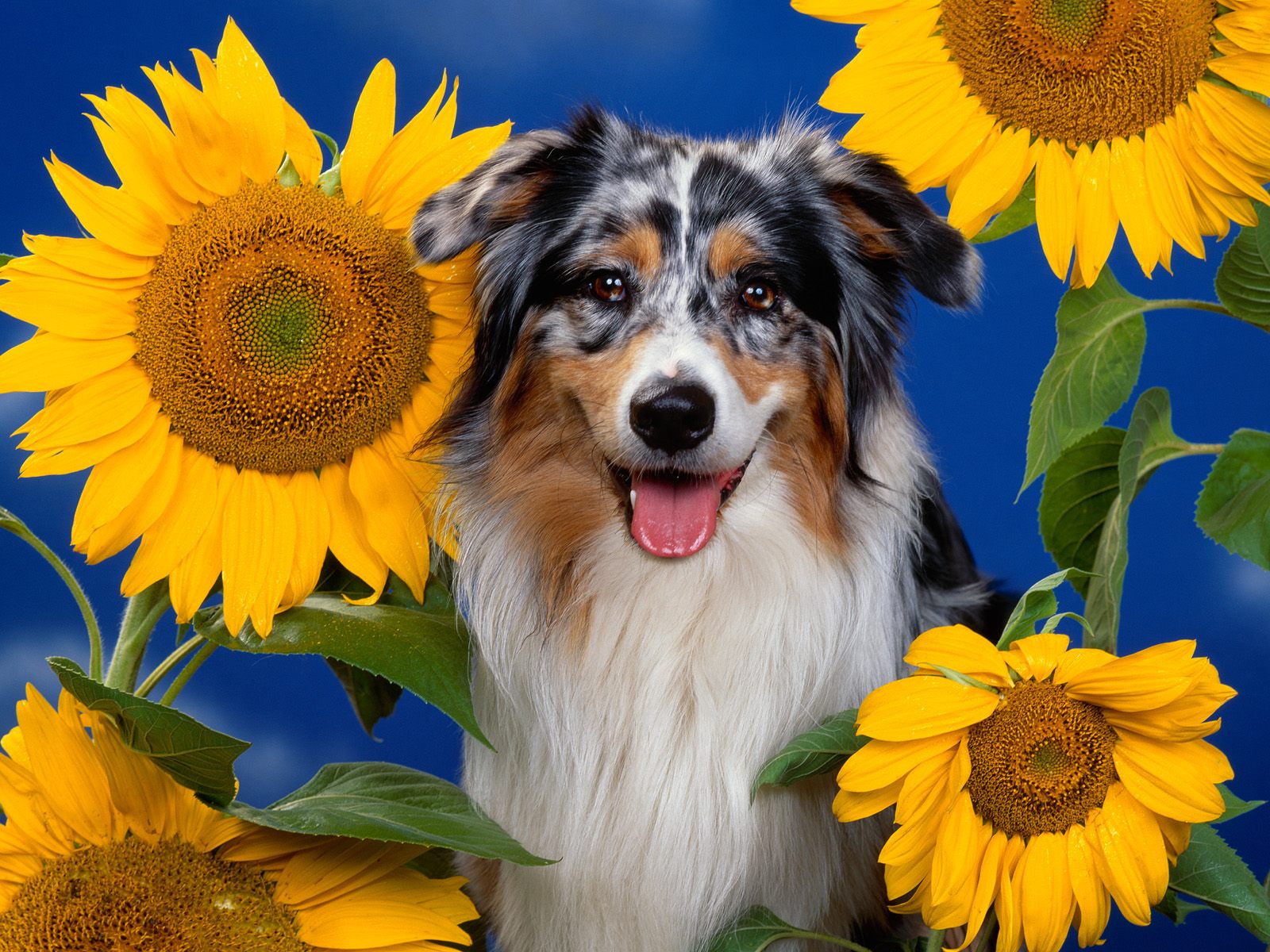Australian Shepherd Wallpapers, Photos, Pictures and Backgrounds